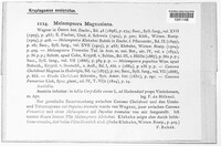 Melampsora magnusiana image